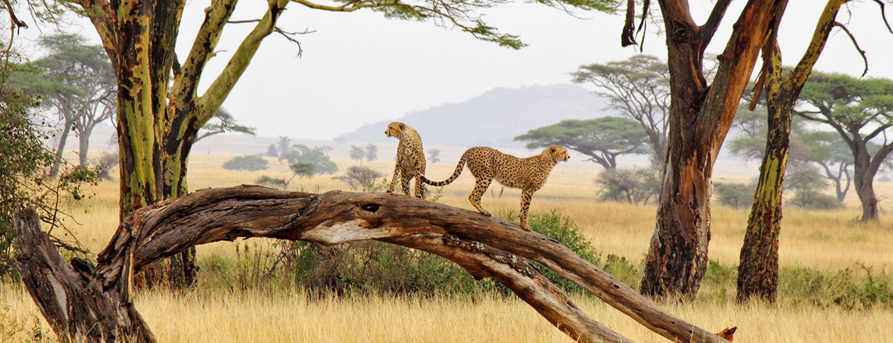Tanzania-Safaris-Banner
