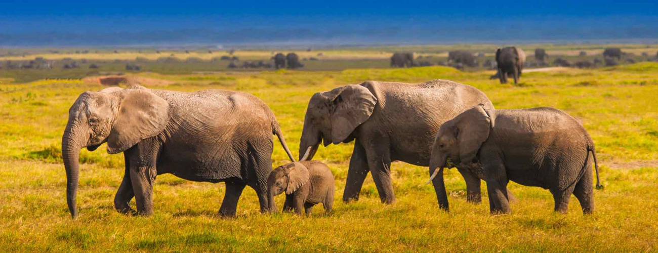 kenya-safaris-banner