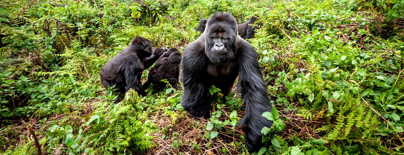 Rwanda-Safaris-Banner